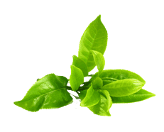 tea burn ingredients 6