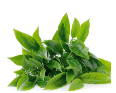 tea burn ingredients 4